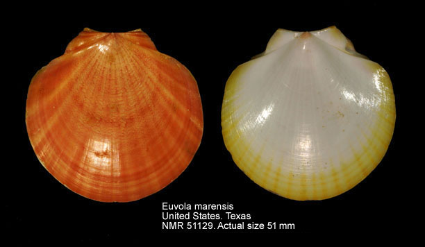 Euvola marensis (3).jpg - Euvola marensis (Weisbord,1964)